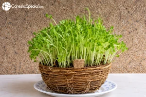 Significance Of Growing Navratri Jware Wheatgrass Vidhi