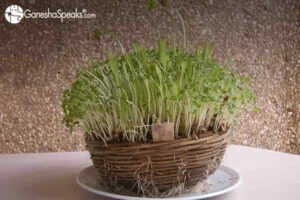 Significance Of Growing Navratri Jware Wheatgrass Vidhi