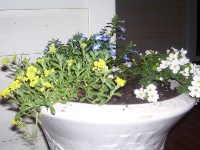 flowersplants