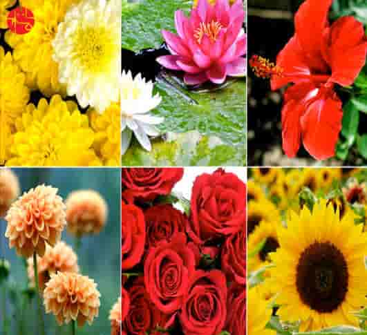 Flowery Feng Shui Tips Which Can Blossom Your life
